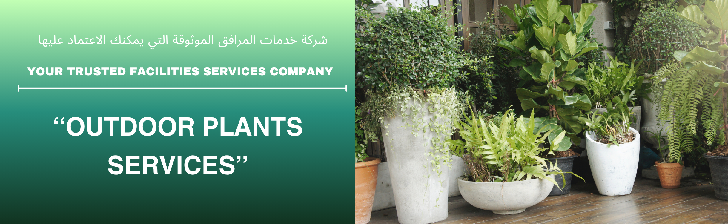 Outdoor Plants