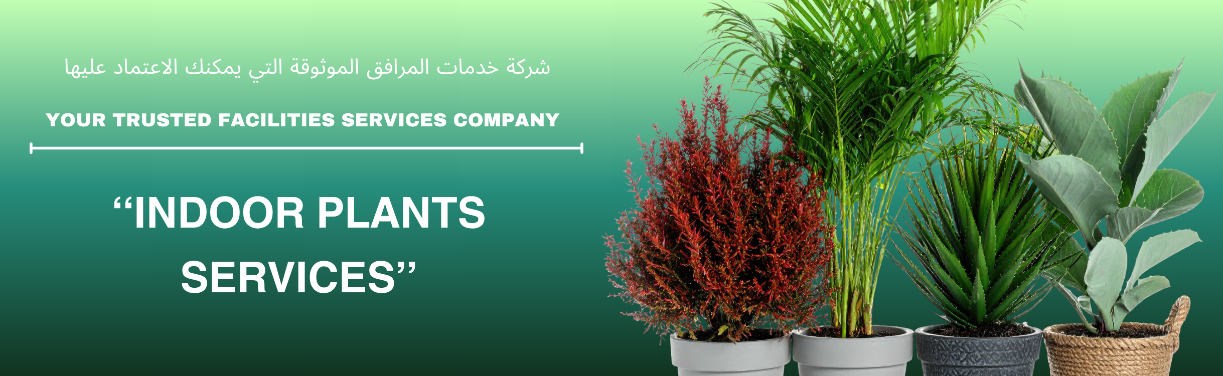 Indoor Plants